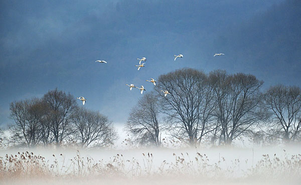 Photograph Suk Eun Kim The Mist Misty Lake on One Eyeland